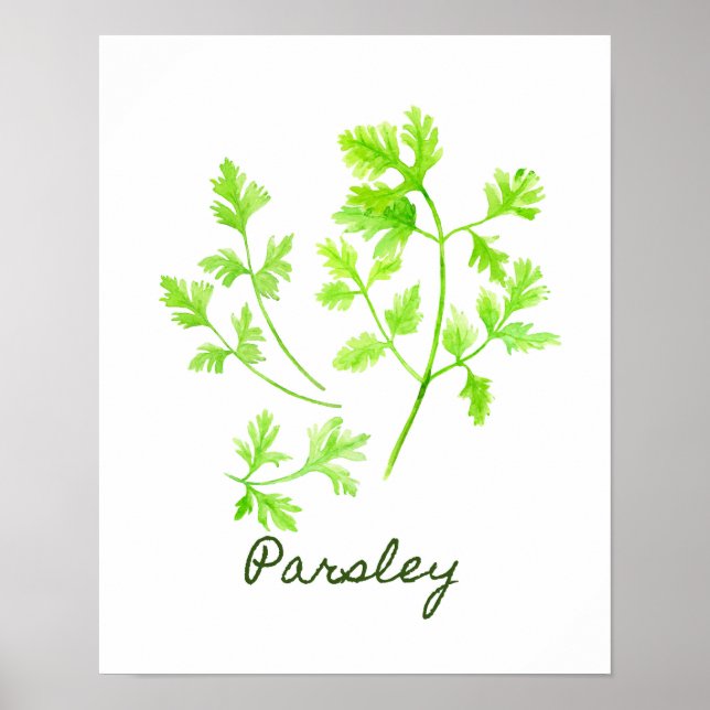 Watercolor Parsley Illustration Poster (Front)