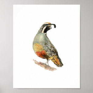 Watercolor Partridgel Bird Painting Poster