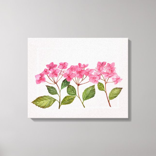 Watercolor Pink Hydrangea Lacecaps Illustration Canvas Print (Front)