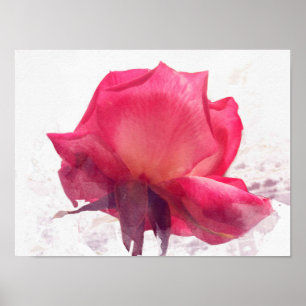 watercolor.Pink rose. Poster