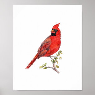 Watercolor Red Cardinal Bird Painting Poster