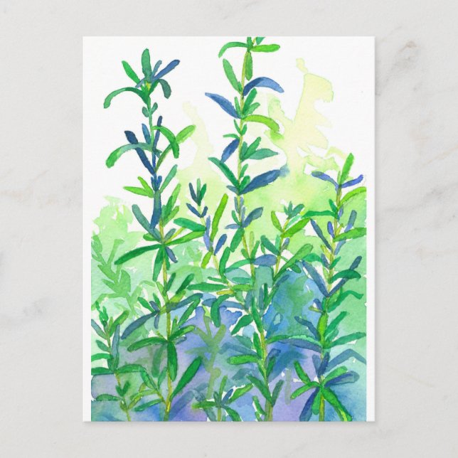 Watercolor Rosemary Herb Blue Postcard (Front)