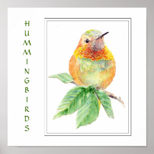 Watercolor Rufous Hummingbird - Bird Collection Poster