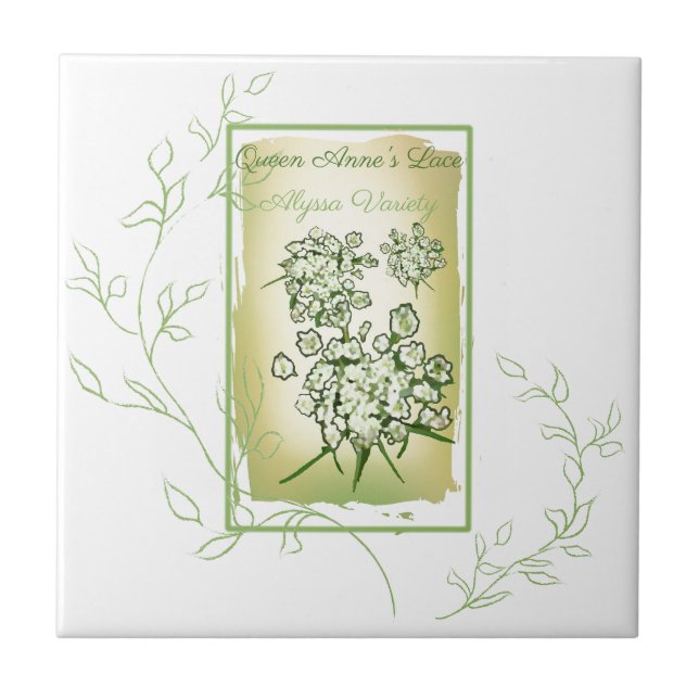 Watercolor Seed Packet Queen Anne's Lace Tile (Front)