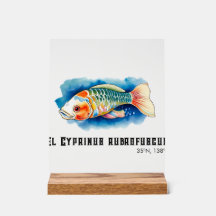 Watercolor Series: Koi Fish