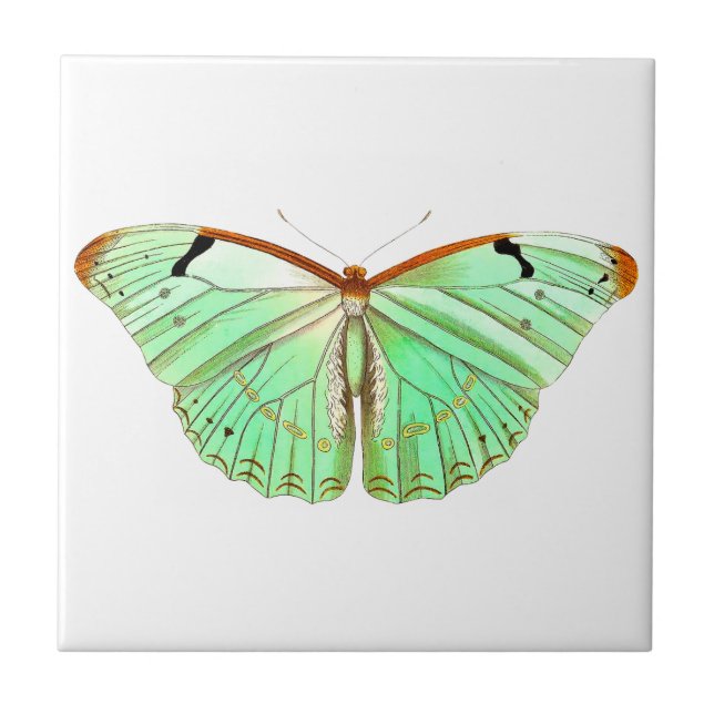 Watercolor Spring Butterfly Tile (Front)