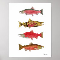 Watercolor Studies of Salmon