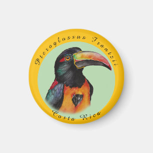 Watercolor toucan magnet