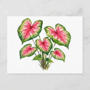 Watercolor Vibrant Pink Caladium Plant Postcard