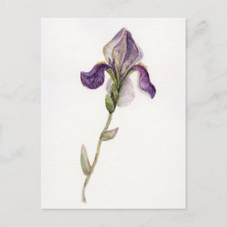Watercolor violet Iris Postcard