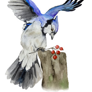 Watercolor woodland bird blue jay coaster