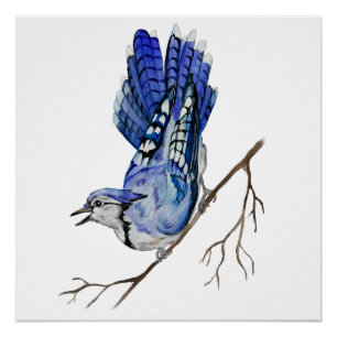 Watercolor woodland bird blue jay poster