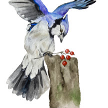 Watercolor woodland bird blue jay