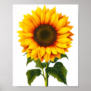 Watercolor yellow sunflower botanical garden summe poster