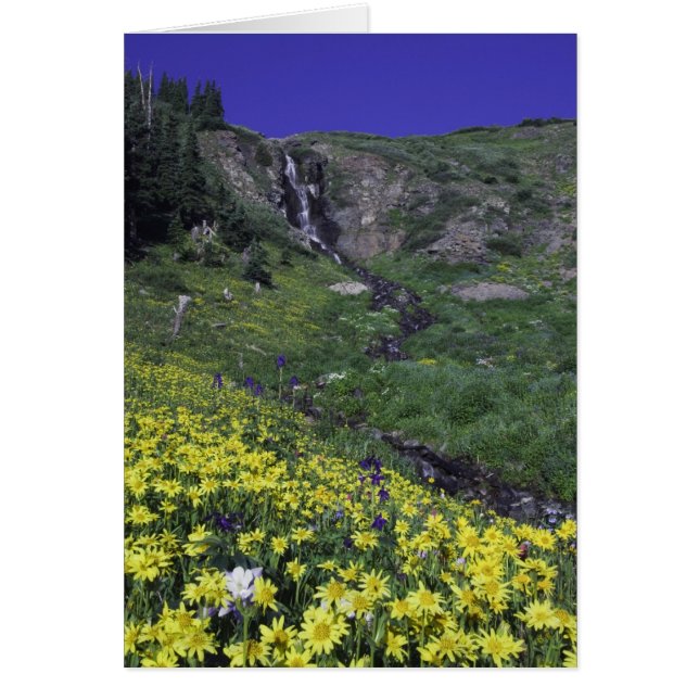 Waterfall and wildflowers in alpine meadow, (Front)