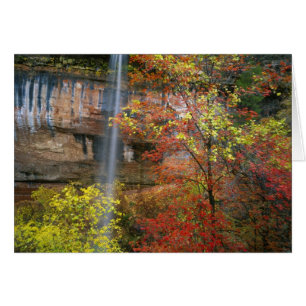 Waterfall, bigtooth maple Acer