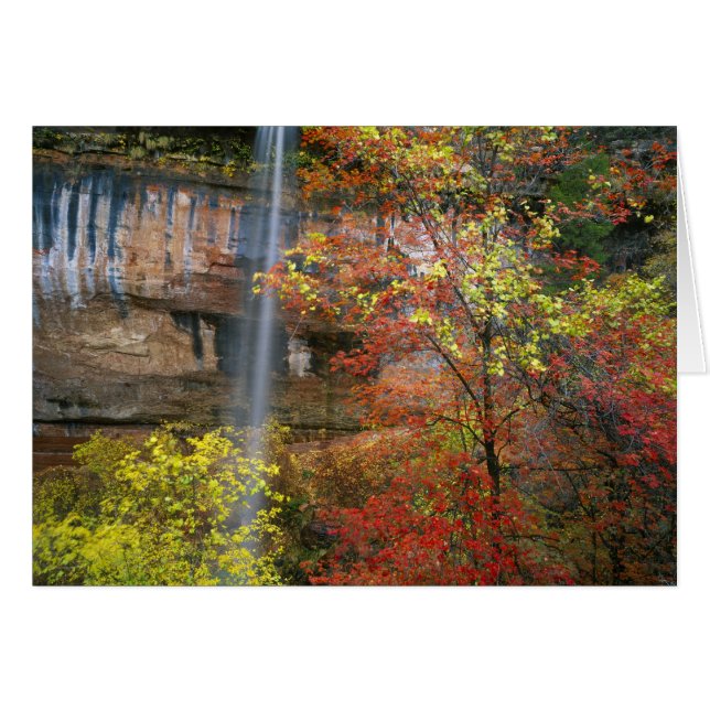 Waterfall, bigtooth maple Acer (Front Horizontal)