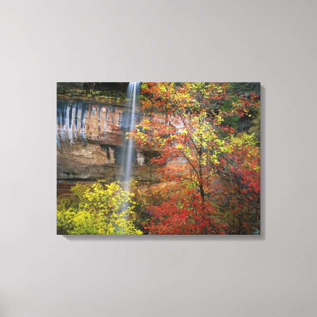 Waterfall, bigtooth maple Acer Canvas Print (Front)