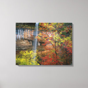 Waterfall, bigtooth maple Acer Canvas Print