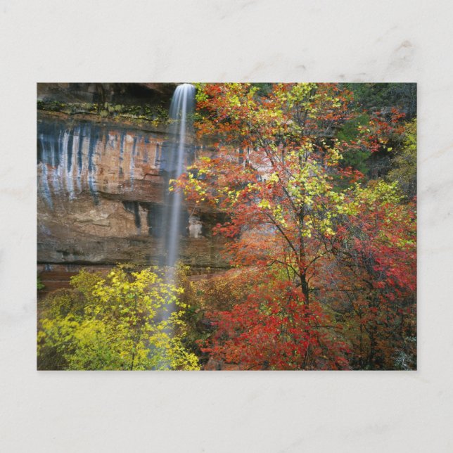 Waterfall, bigtooth maple Acer Postcard (Front)