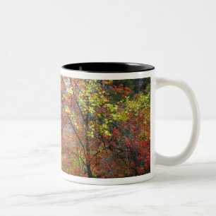 Waterfall, bigtooth maple Acer Two-Tone Coffee Mug