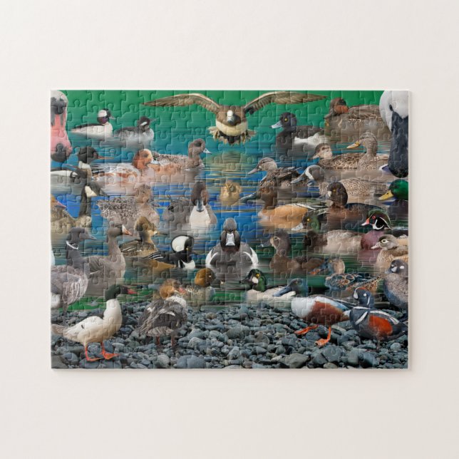 Waterfowl of North America Jigsaw Puzzle (Horizontal)
