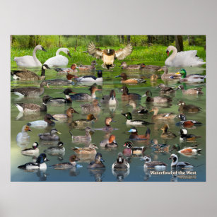 Waterfowl of the West Identification Poster