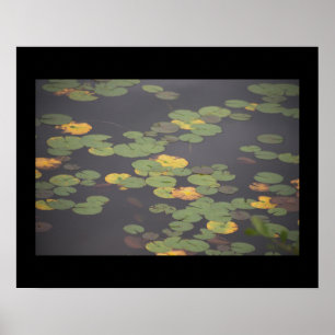 Waterlilies Photo Poster 