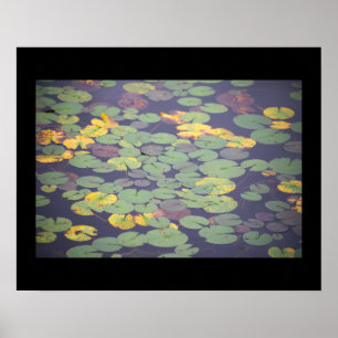 Waterlilies Photo Poster