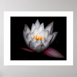 Waterlilly Poster