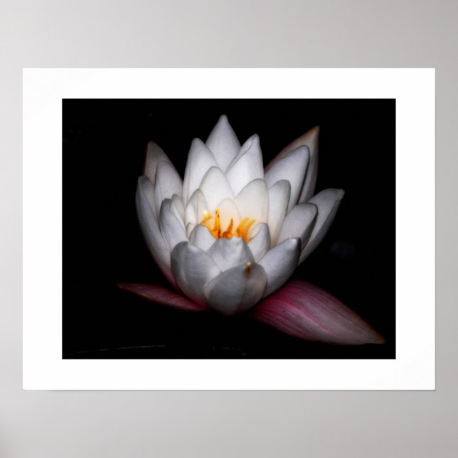 Waterlilly Poster (Front)