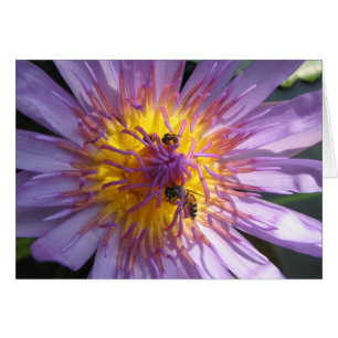 Waterlily