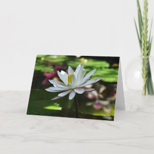 Waterlily - Blank Card