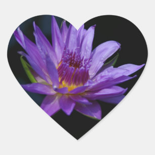 Waterlily Lotus Heart Sticker