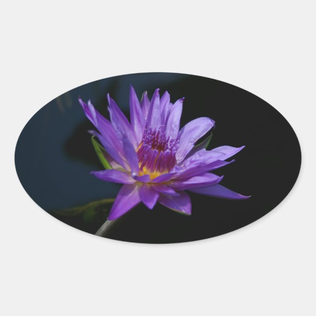 Waterlily Lotus Oval Sticker (Front)