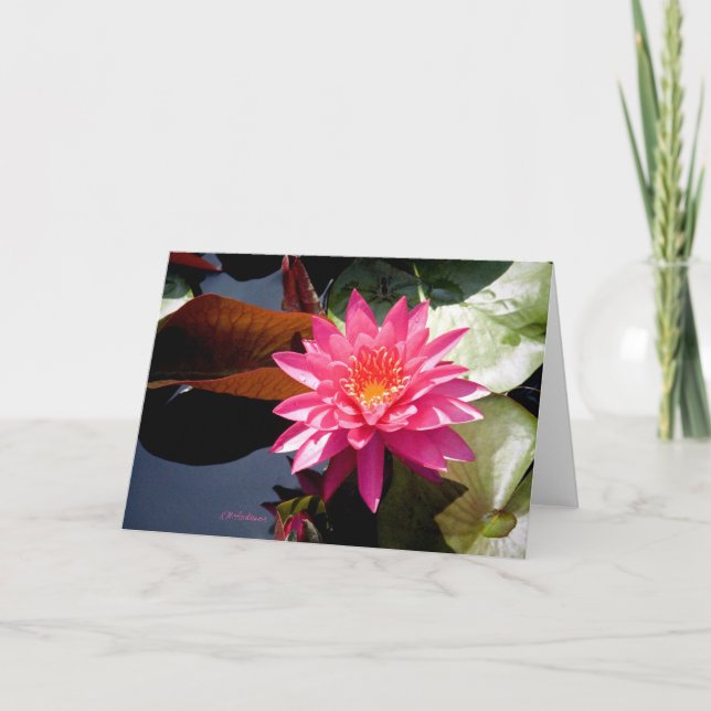 Waterlily Rose II Card (Front)
