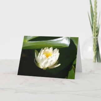 Waterlily Sublime Card