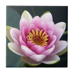 Waterlily Tile