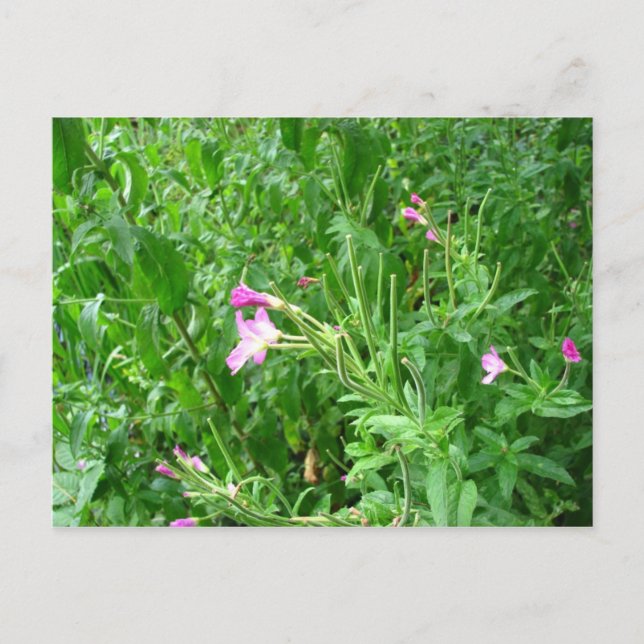 Watermead Country Park Postcard (Front)