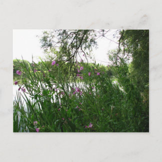 Watermead Country Park Postcard