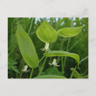 Watermelon Berry Blossoms, Unalaska Island Postcard