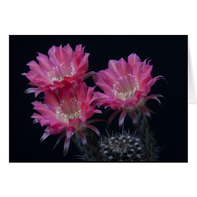 Watermelon Cactus Surprise (Front Horizontal)