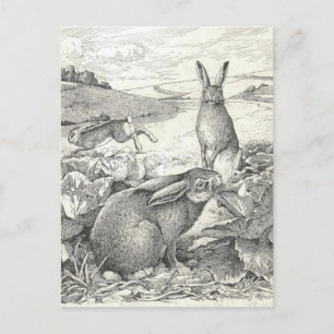 Watership Down Postcard