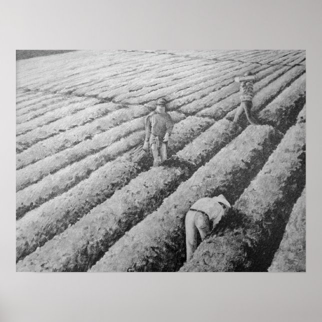 Watsonville Migrant Mexican Workers Poster (Front)