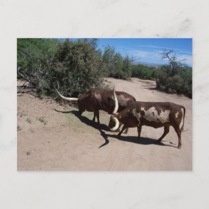 Watusi Ankole Cattle Postcard