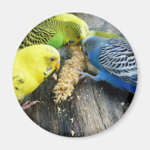 Wave tiche (Melopsittacus undulatus) Magnet