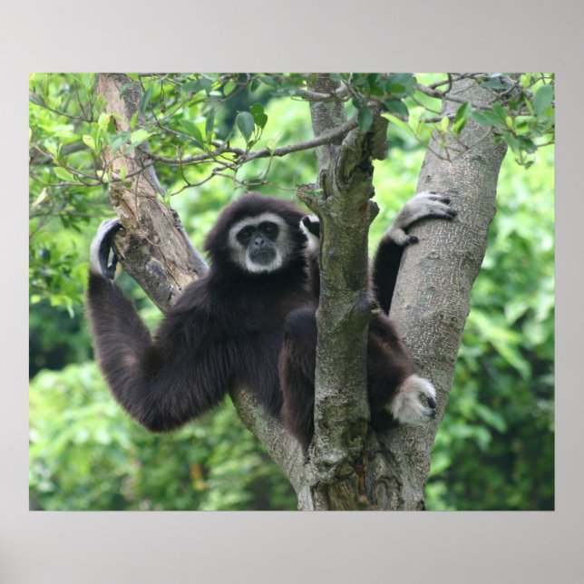 Waving monkey poster (Front)