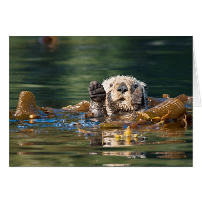 Waving Sea Otter (Front Horizontal)