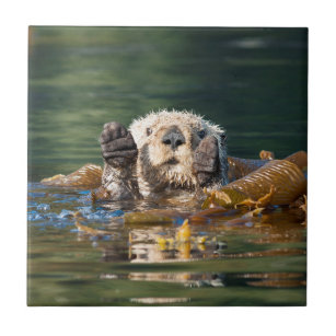 Waving Sea Otter Tile