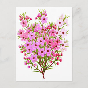 Wax Flower Bouquet Postcard